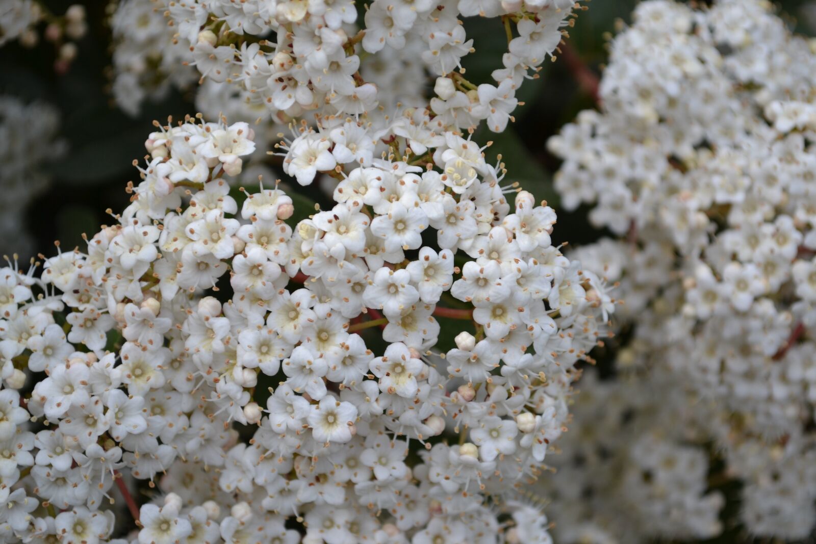 Nikon D3100 sample photo. White flower, flower, flowers photography