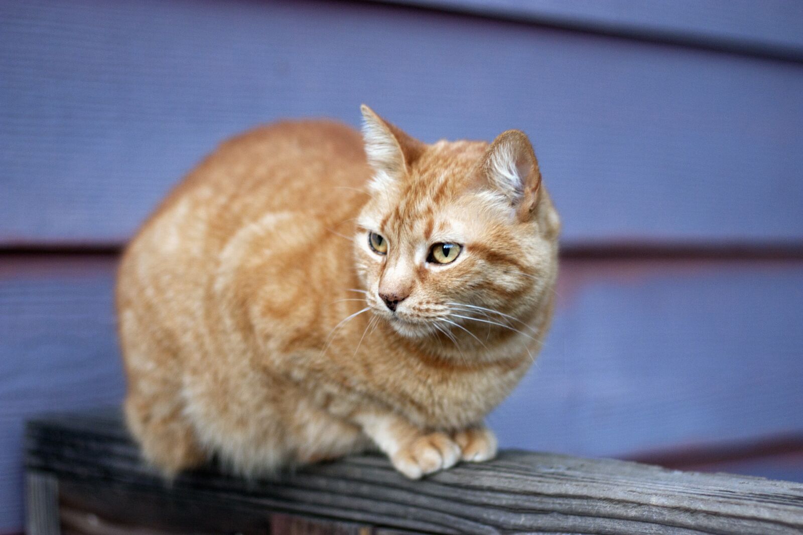 Canon EOS 450D (EOS Rebel XSi / EOS Kiss X2) + Canon EF 50mm F1.8 II sample photo. Orange tabby, cat, fence photography