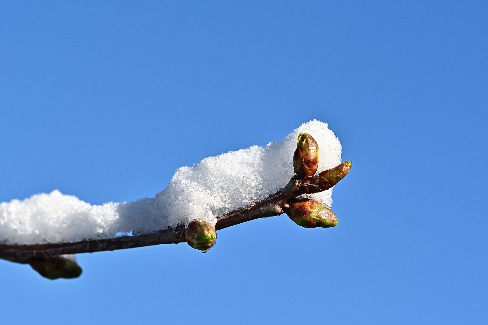 Nikon D5200 sample photo. Nature, spring, branch photography