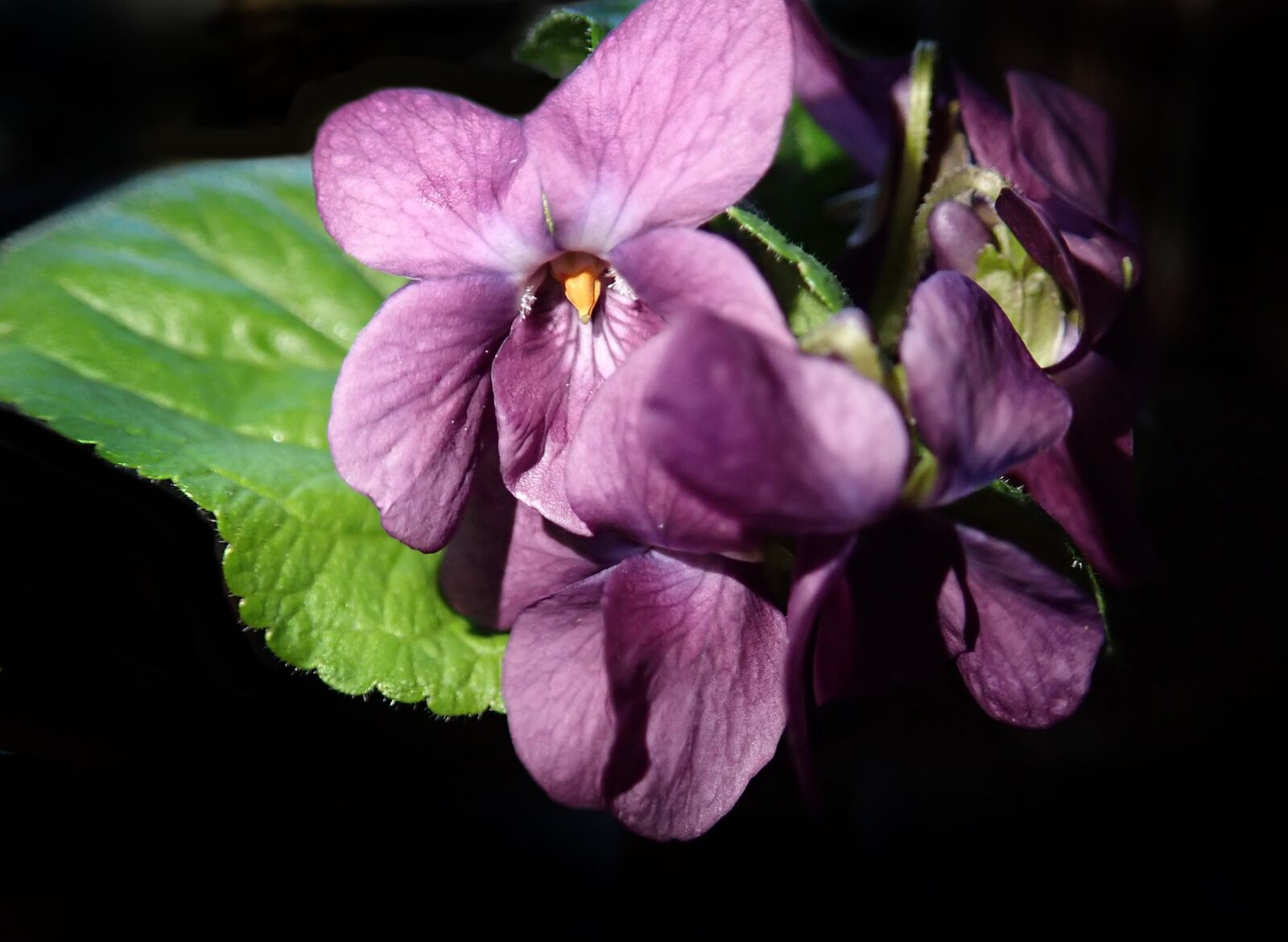 Olympus TG-5 sample photo. Violets, pink, flowers photography