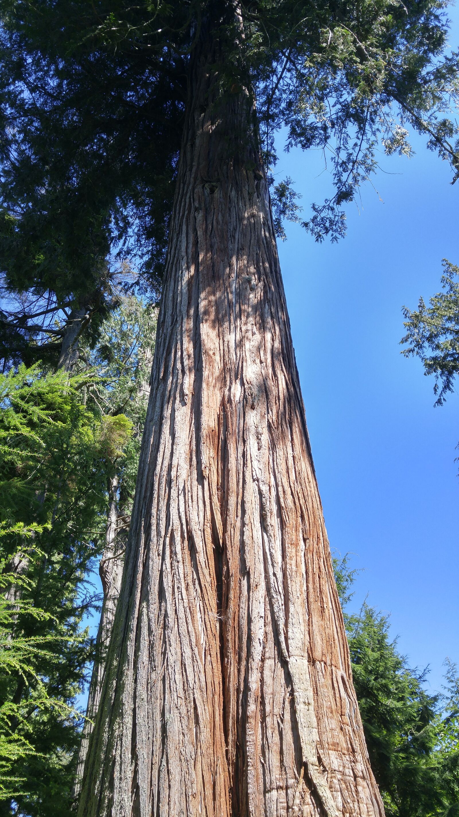 LG G4 sample photo. Giant, douglas fir, nature photography