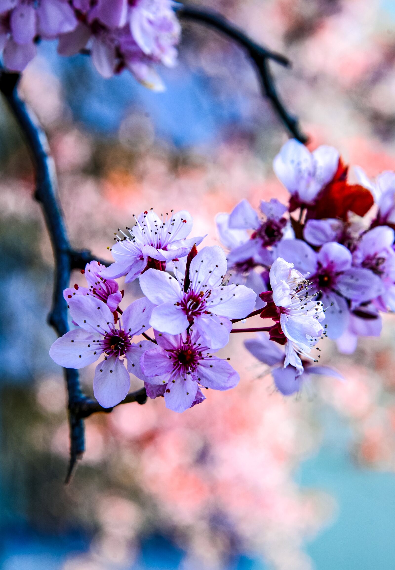 Nikon D610 sample photo. Cherry blossom, color, tree photography