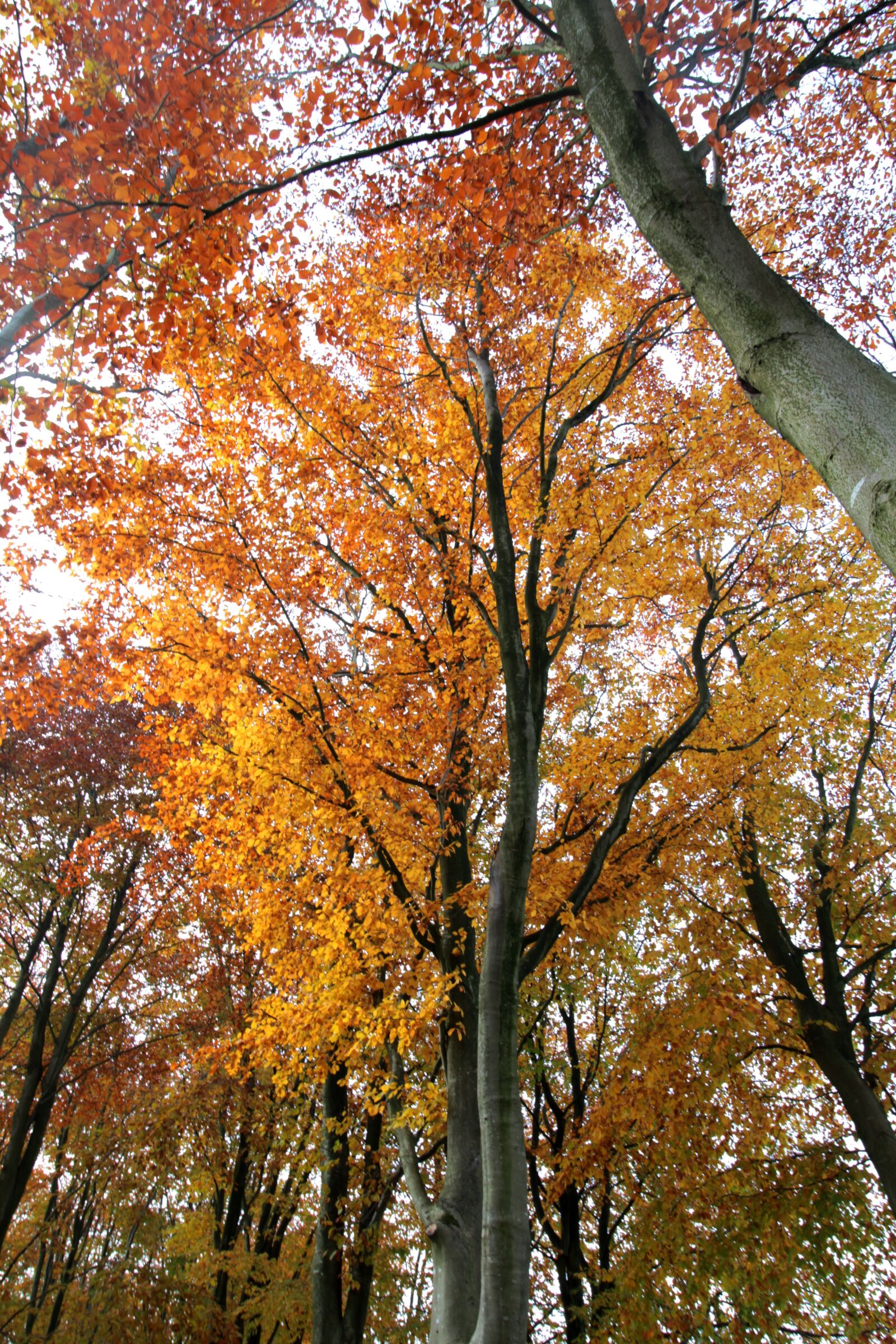 Canon EOS 600D (Rebel EOS T3i / EOS Kiss X5) sample photo. Beech tree, autumn color photography