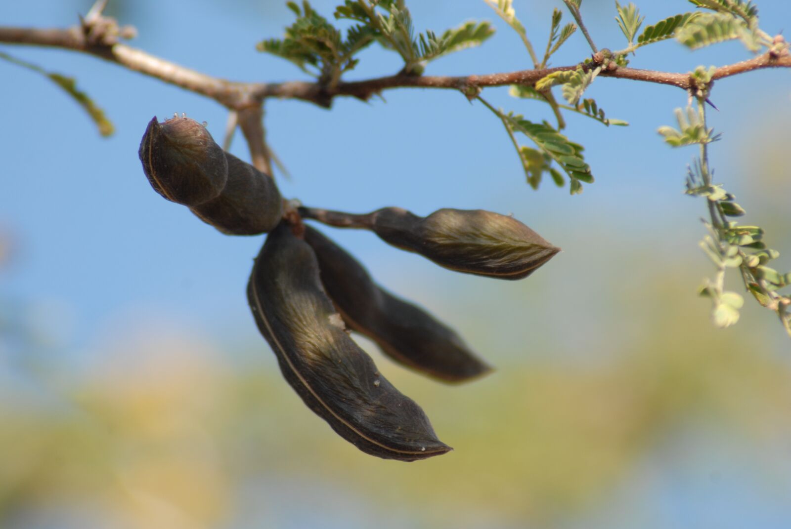 Nikon D200 sample photo. Wild, flora, plants photography