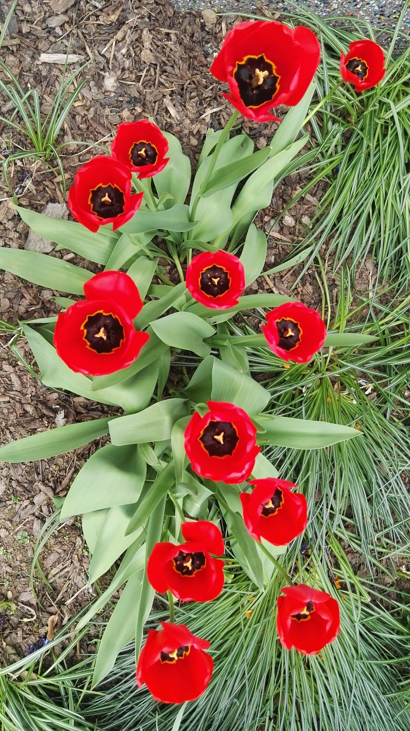 HUAWEI P8 sample photo. Blooming, flowers, red, row photography