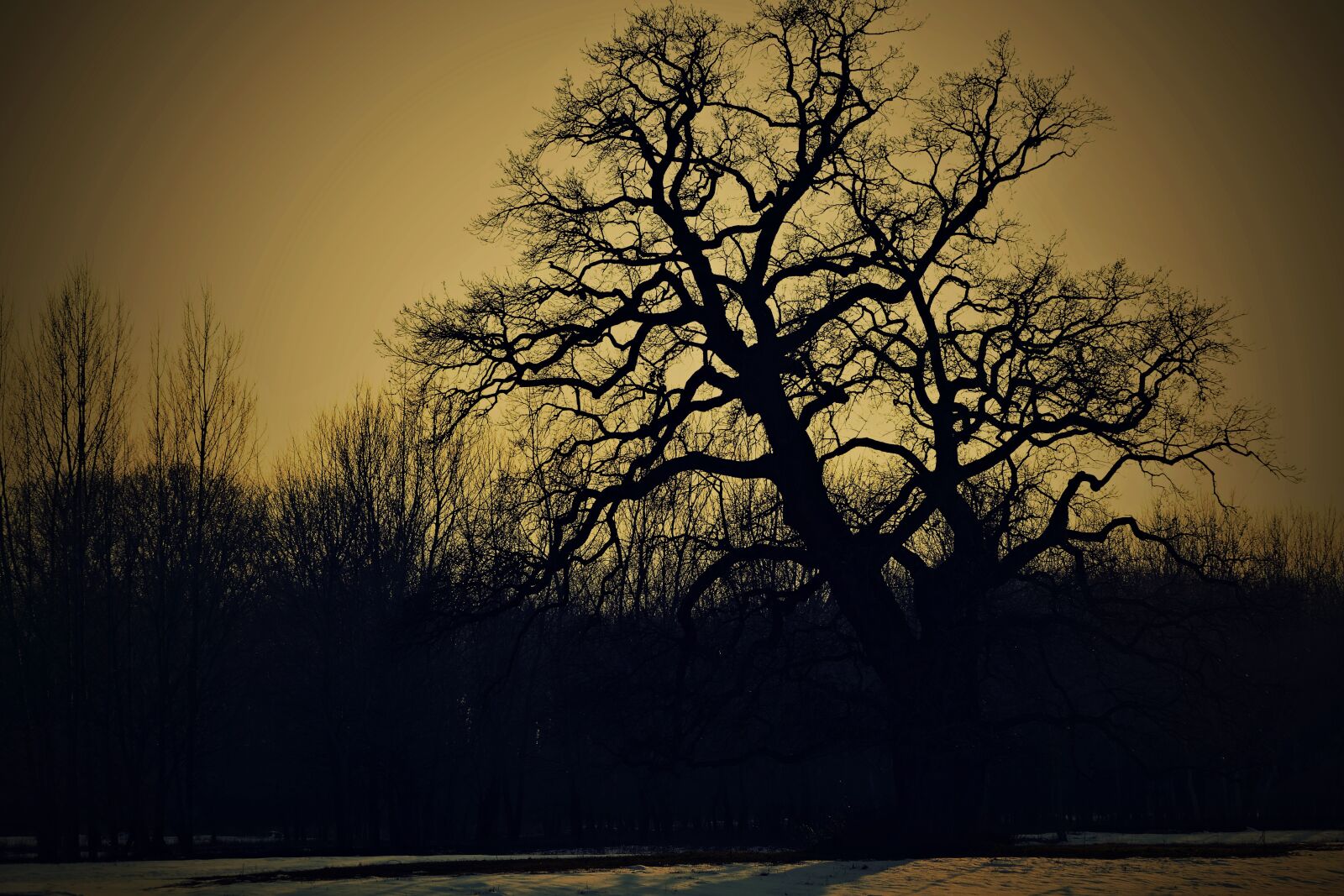 Panasonic Lumix DMC-FZ1000 sample photo. Tree, old, nature photography
