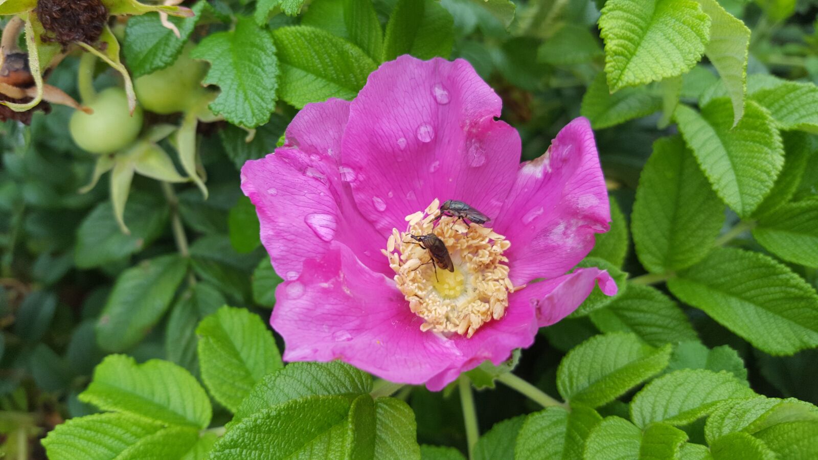 Samsung Galaxy S6 sample photo. Flowers, bee, flowers and photography