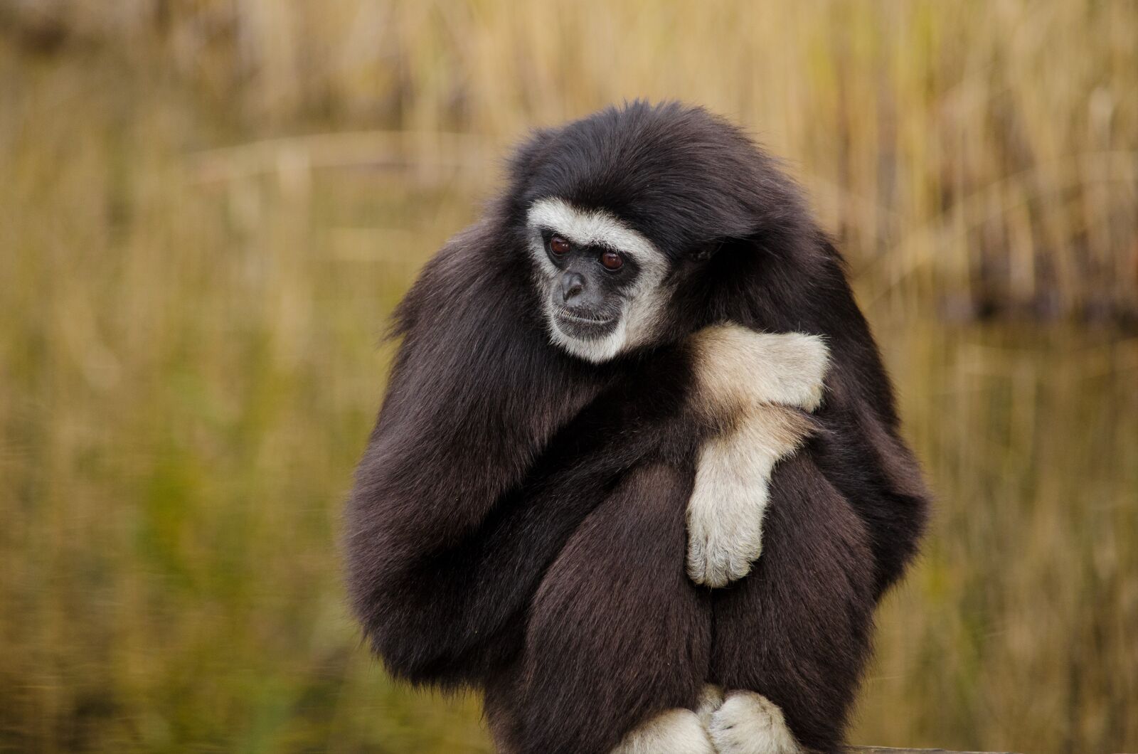 Nikon D5100 sample photo. Mammal, animal world, monkey photography
