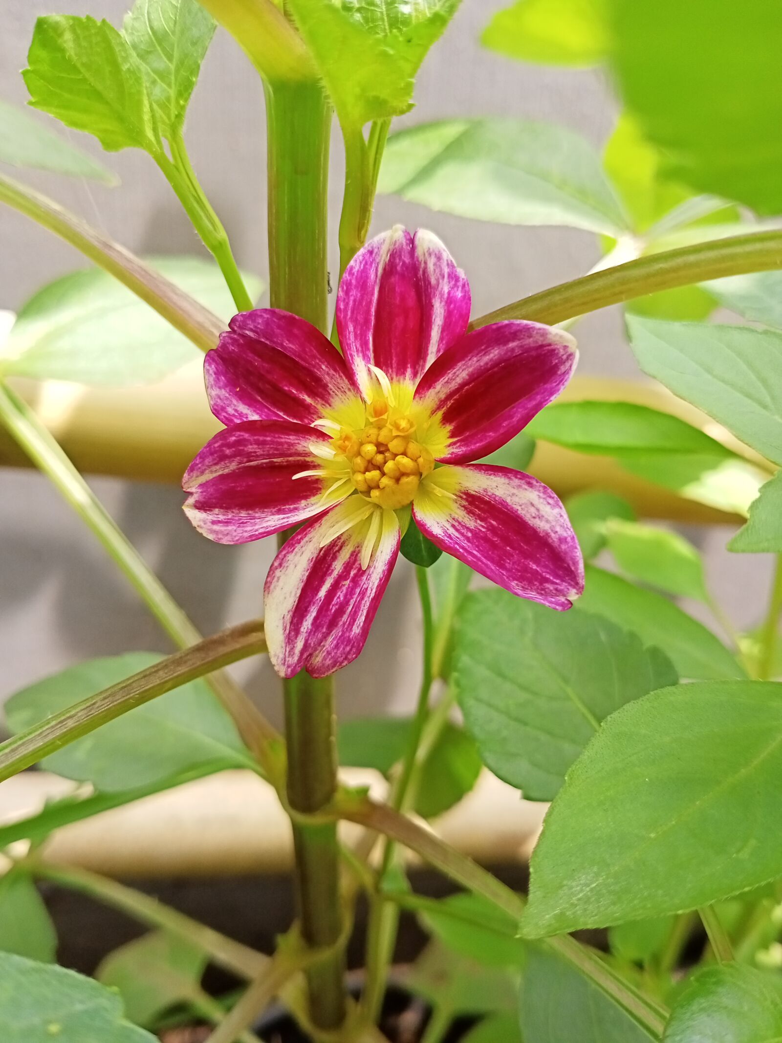 Realme C3 sample photo. Dahlia, flower, pink photography