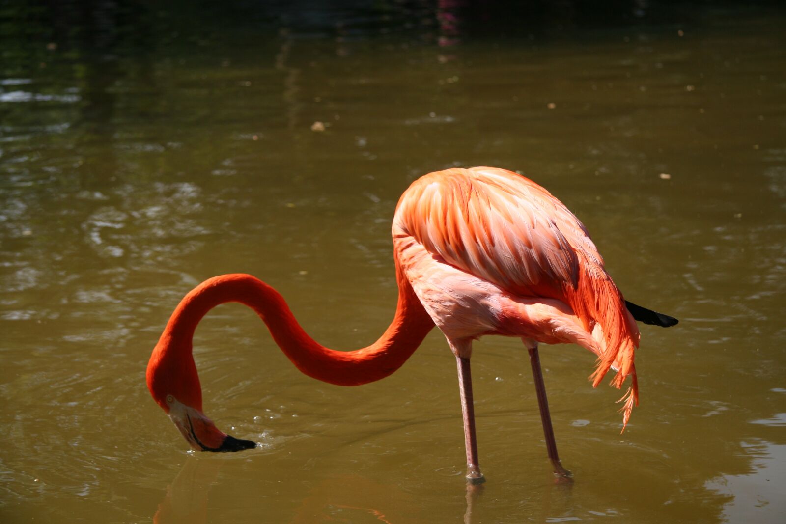 Canon EOS 20D sample photo. Flamingos, bird, animals photography