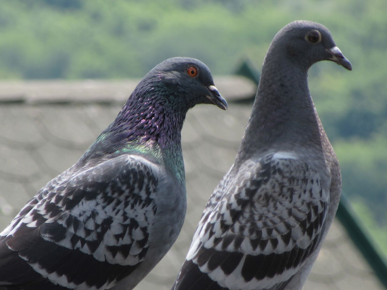 Canon PowerShot SX610 HS sample photo. Pigeons, grey, bird photography