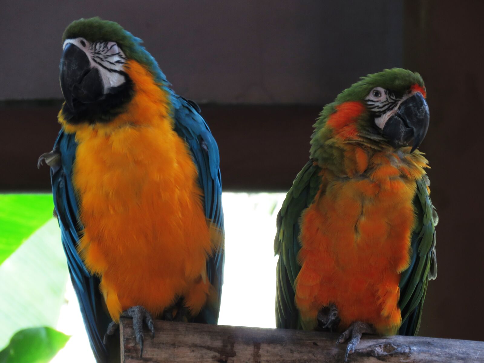 Canon PowerShot SX60 HS sample photo. Parrot, double, love photography