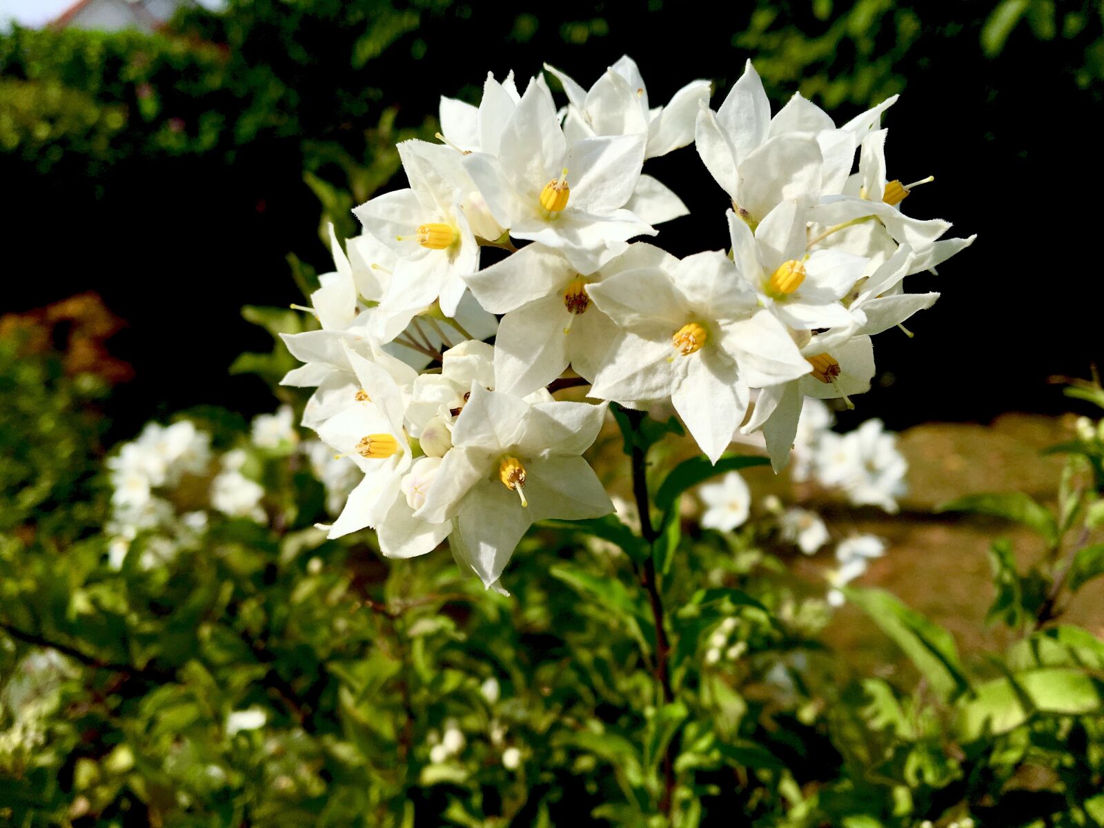 Apple iPhone 6s sample photo. Flower, jasmin, flowers photography