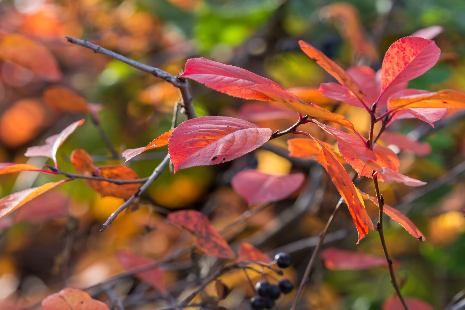 Nikon D7200 sample photo. Tree, foliage, nature photography