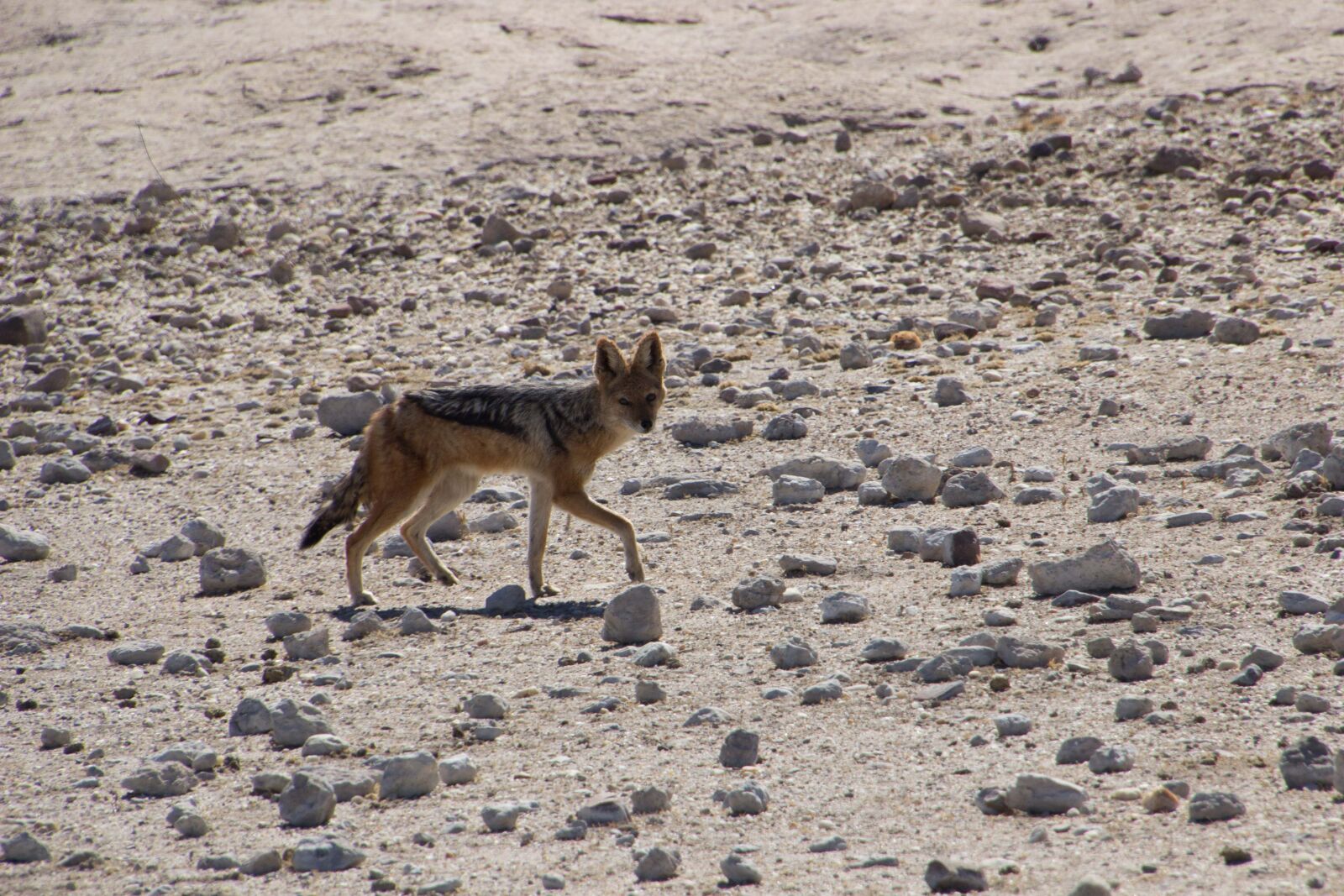 Canon EOS 600D (Rebel EOS T3i / EOS Kiss X5) sample photo. Africa, nature, animal photography