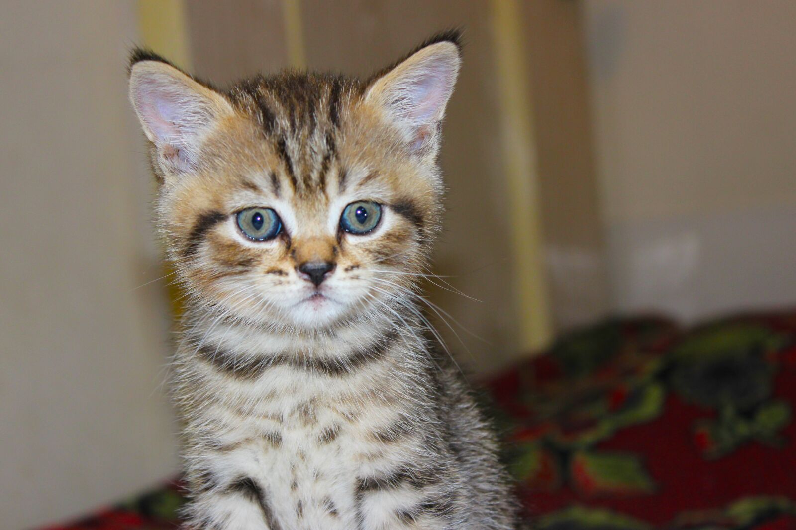 Canon EOS 600D (Rebel EOS T3i / EOS Kiss X5) sample photo. Cat, kitten, feline photography