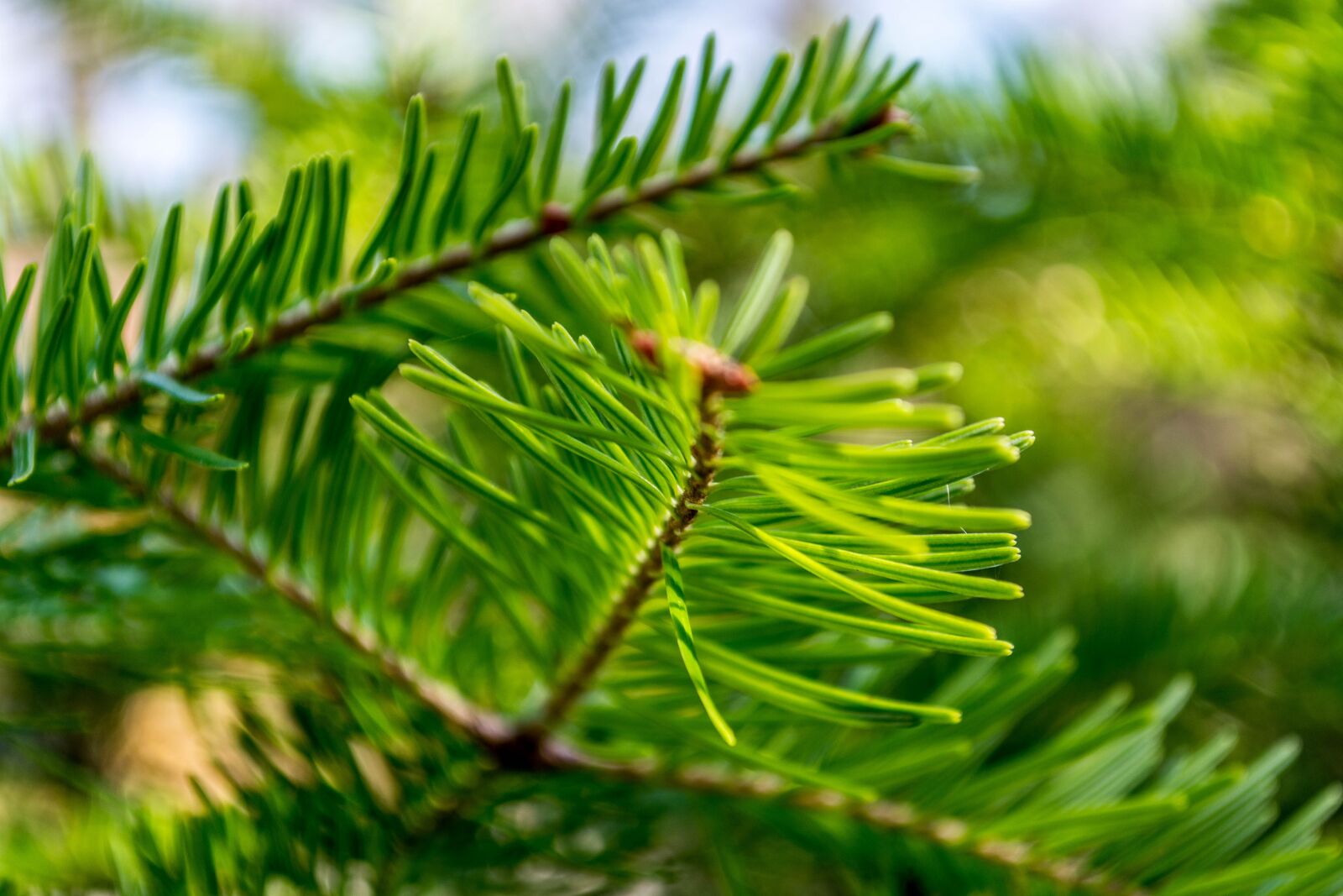 Nikon D5200 sample photo. Green, tree, foliage photography