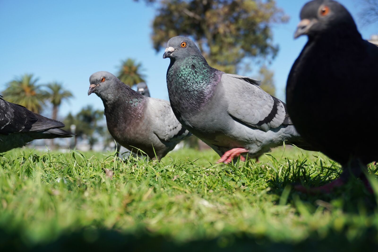Sony a6400 sample photo. Dove, pigeon, birds photography
