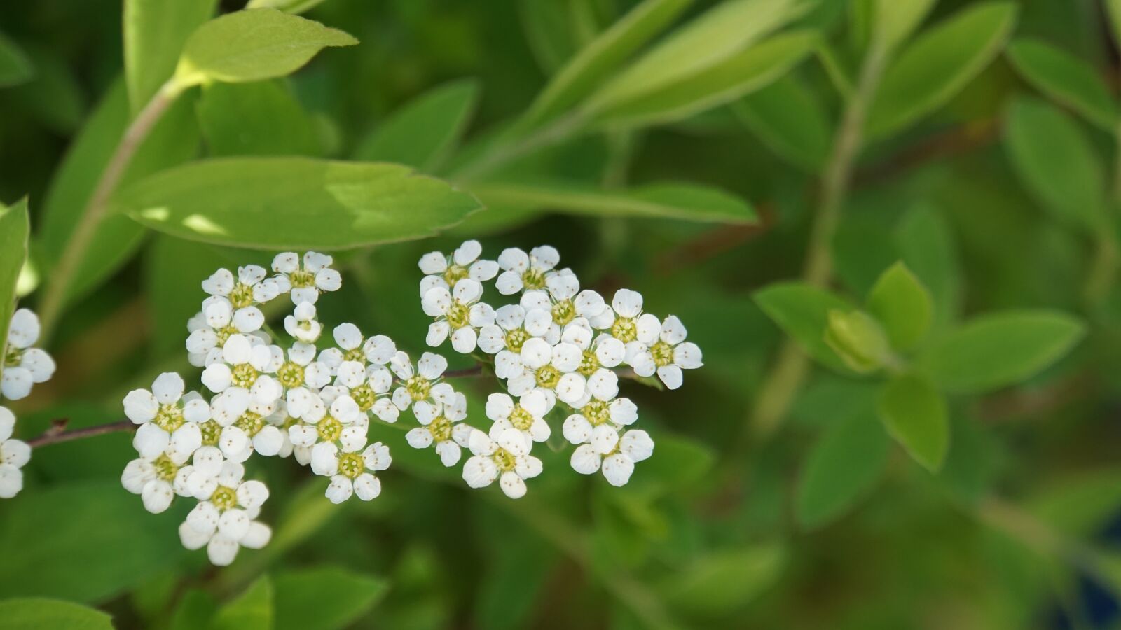 Sony E 18-200mm F3.5-6.3 OSS LE sample photo. Flowers, small, white photography