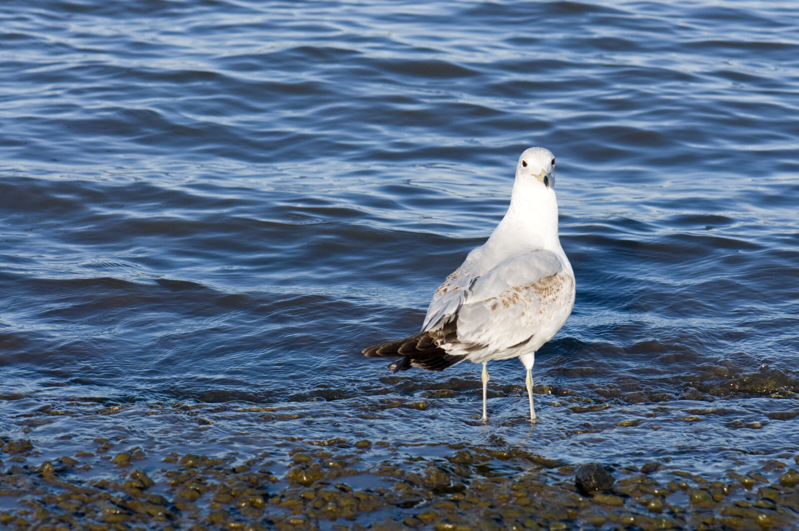 Nikon D90 sample photo. Animals, bird, blue, color photography