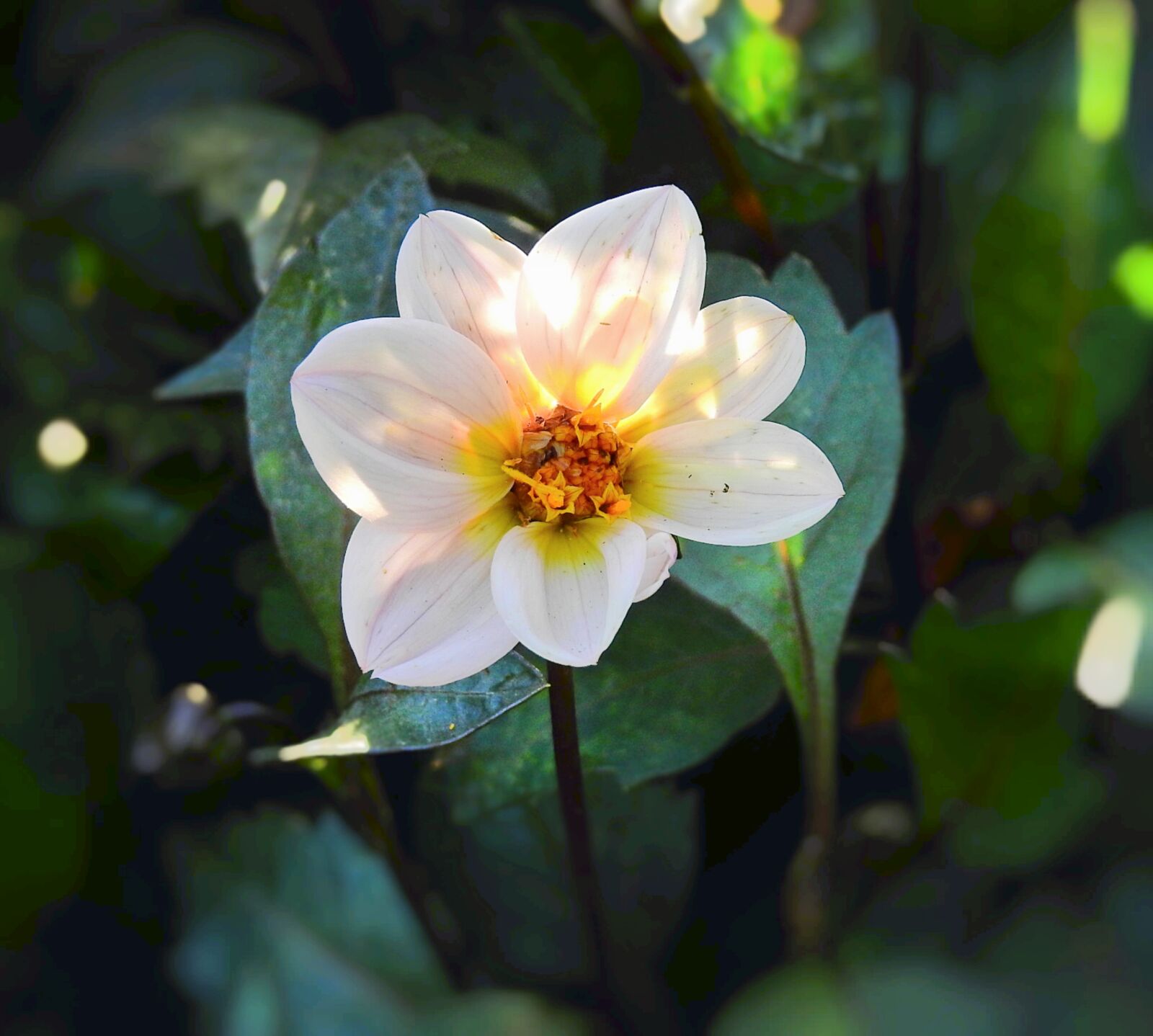 Nikon Coolpix P900 sample photo. Flower, nature, garden photography