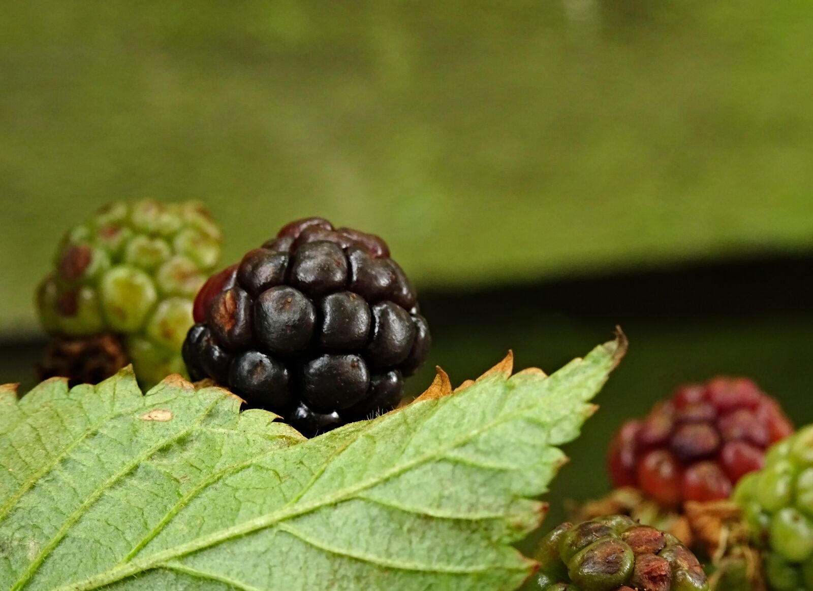 Sony DSC-HX60 sample photo. Blackberry, berry, fruits photography