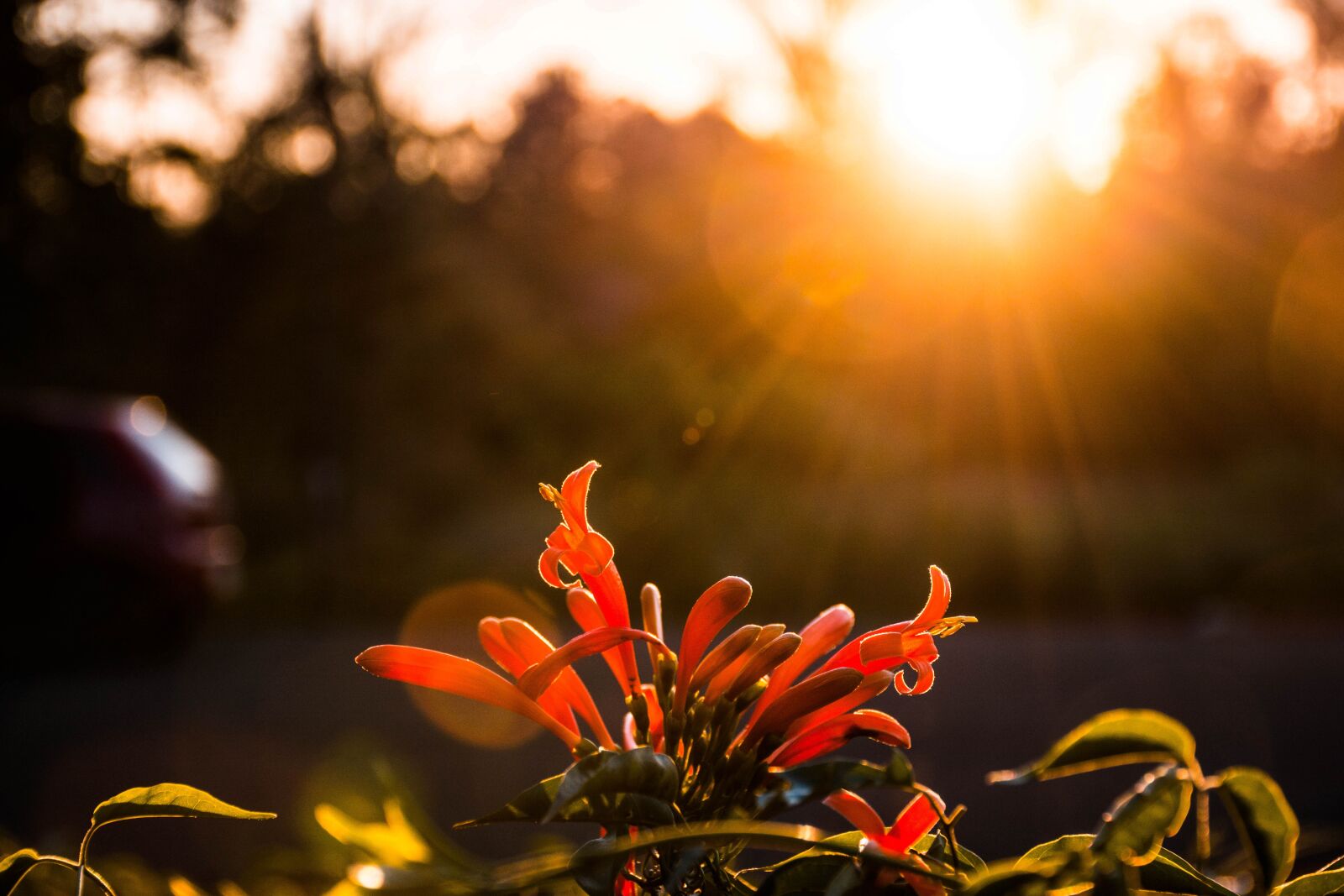 Nikon D7200 sample photo. Sunset, trees, nature photography