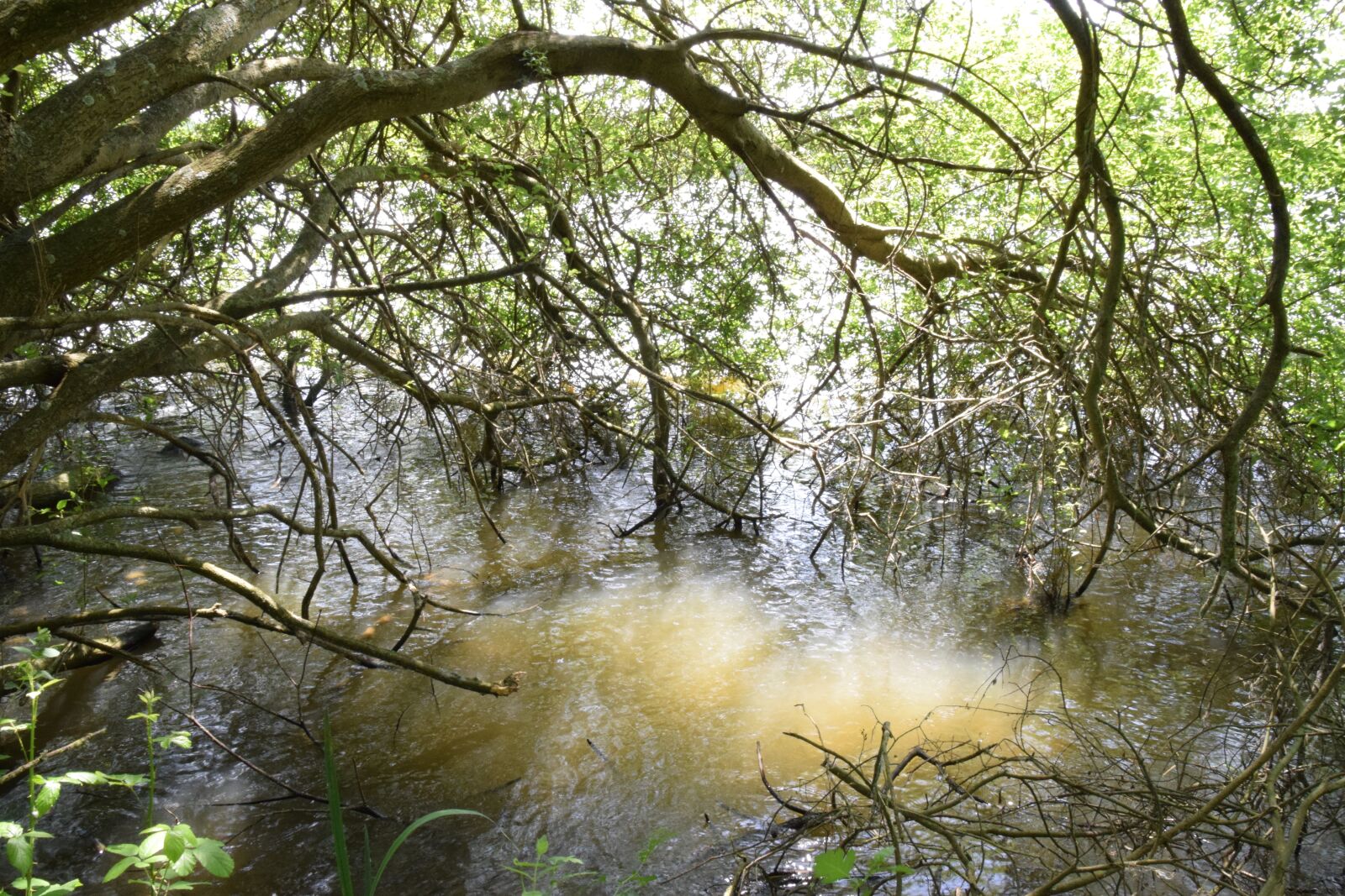Nikon D5300 sample photo. Tree, water, branch photography