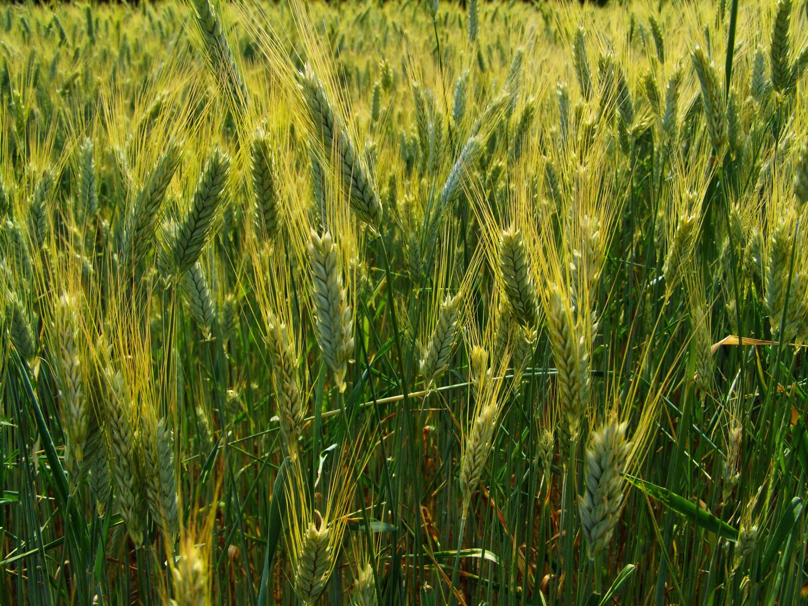 Kodak EASYSHARE ZD710 ZOOM DIGITAL CAMERA sample photo. Grain earth, wheat ear photography