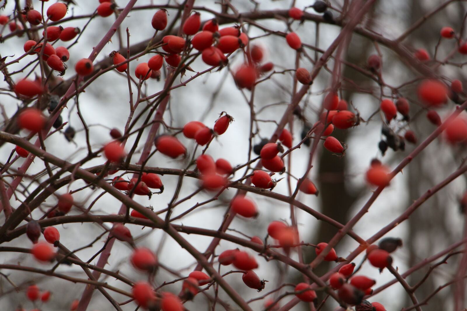 Canon EOS 700D (EOS Rebel T5i / EOS Kiss X7i) sample photo. Barberry, berries, bush, red photography