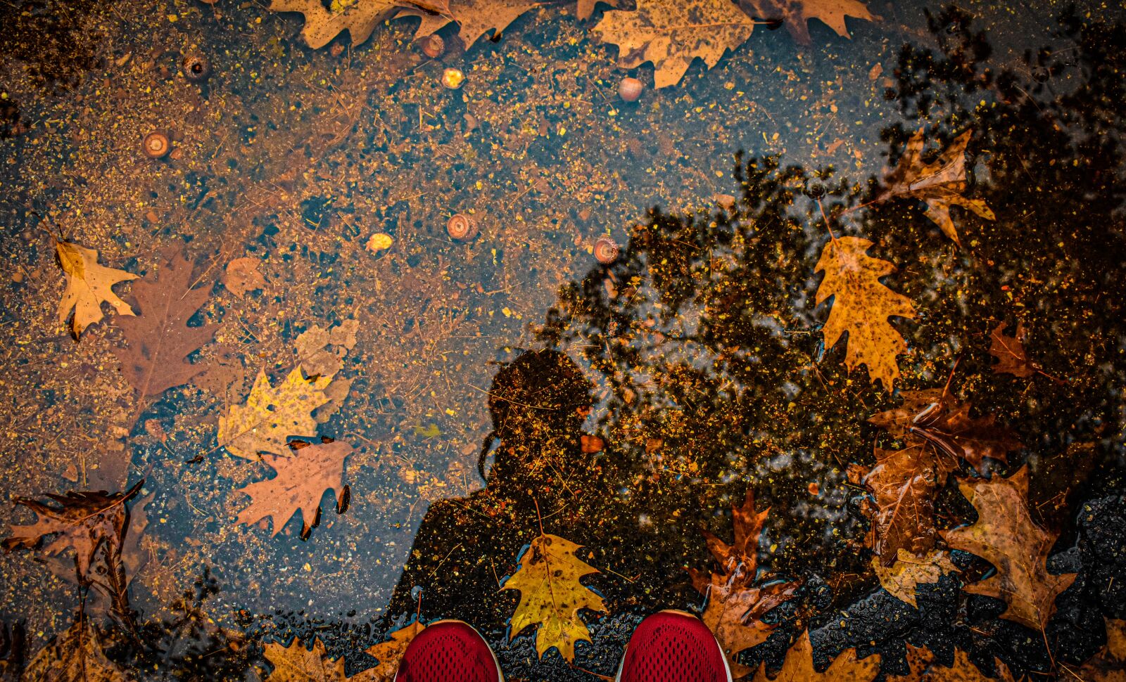 Nikon D3400 sample photo. Fall, autumn, colors photography