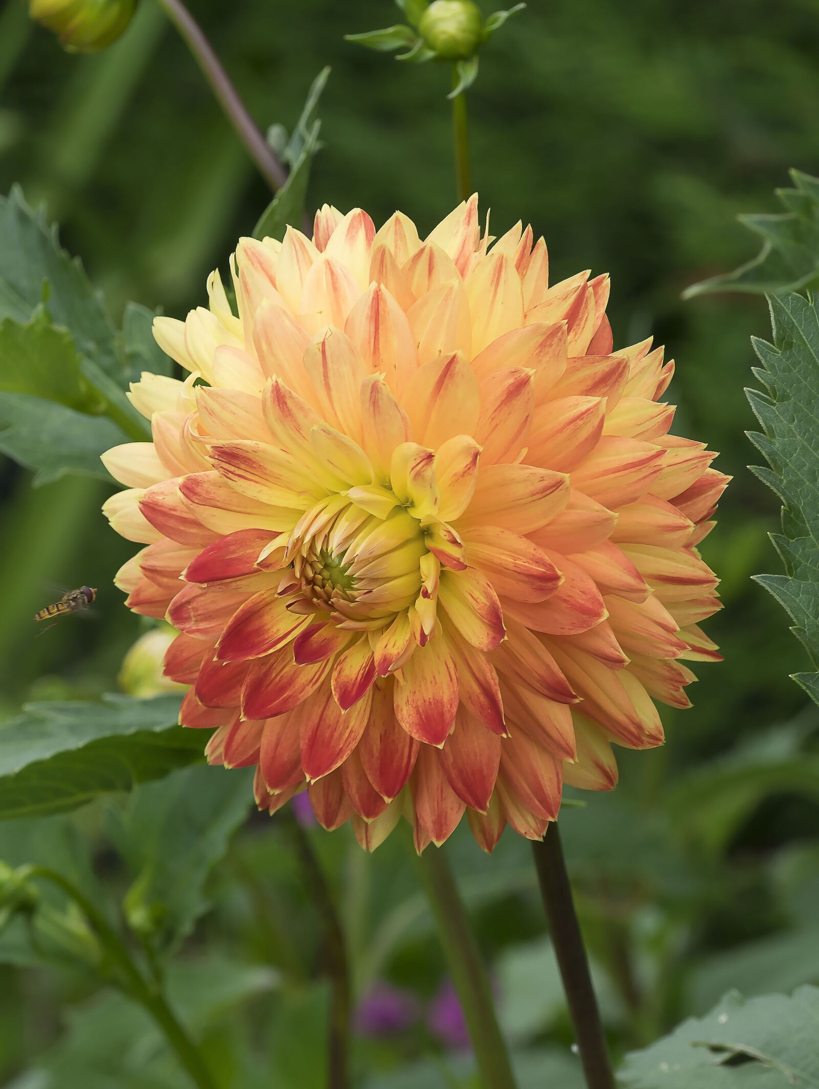 Olympus M.Zuiko Digital ED 60mm F2.8 Macro sample photo. Dahlias, flowers, nature photography