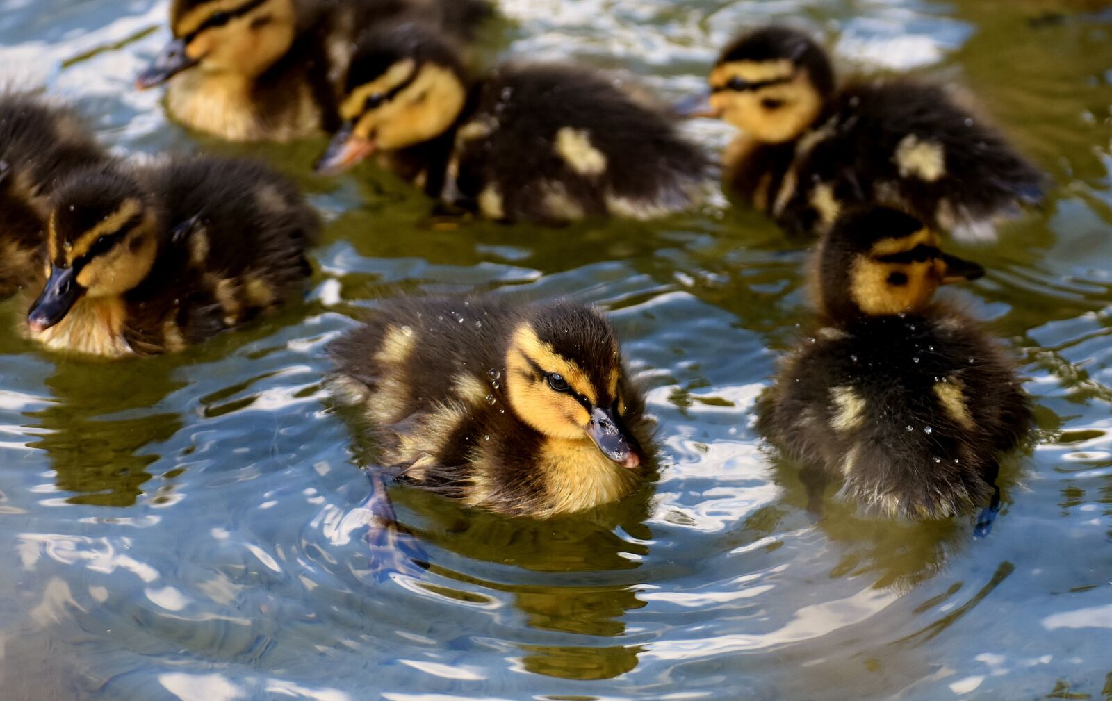 Nikon D7200 sample photo. Mallards, chicks, baby photography