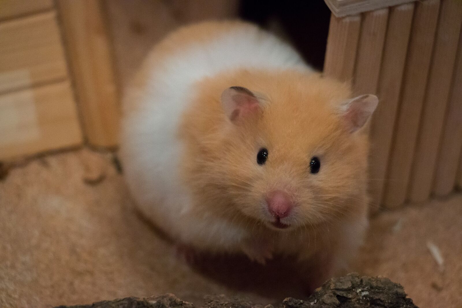 Canon EOS 70D sample photo. Cute, small, goldhamster photography