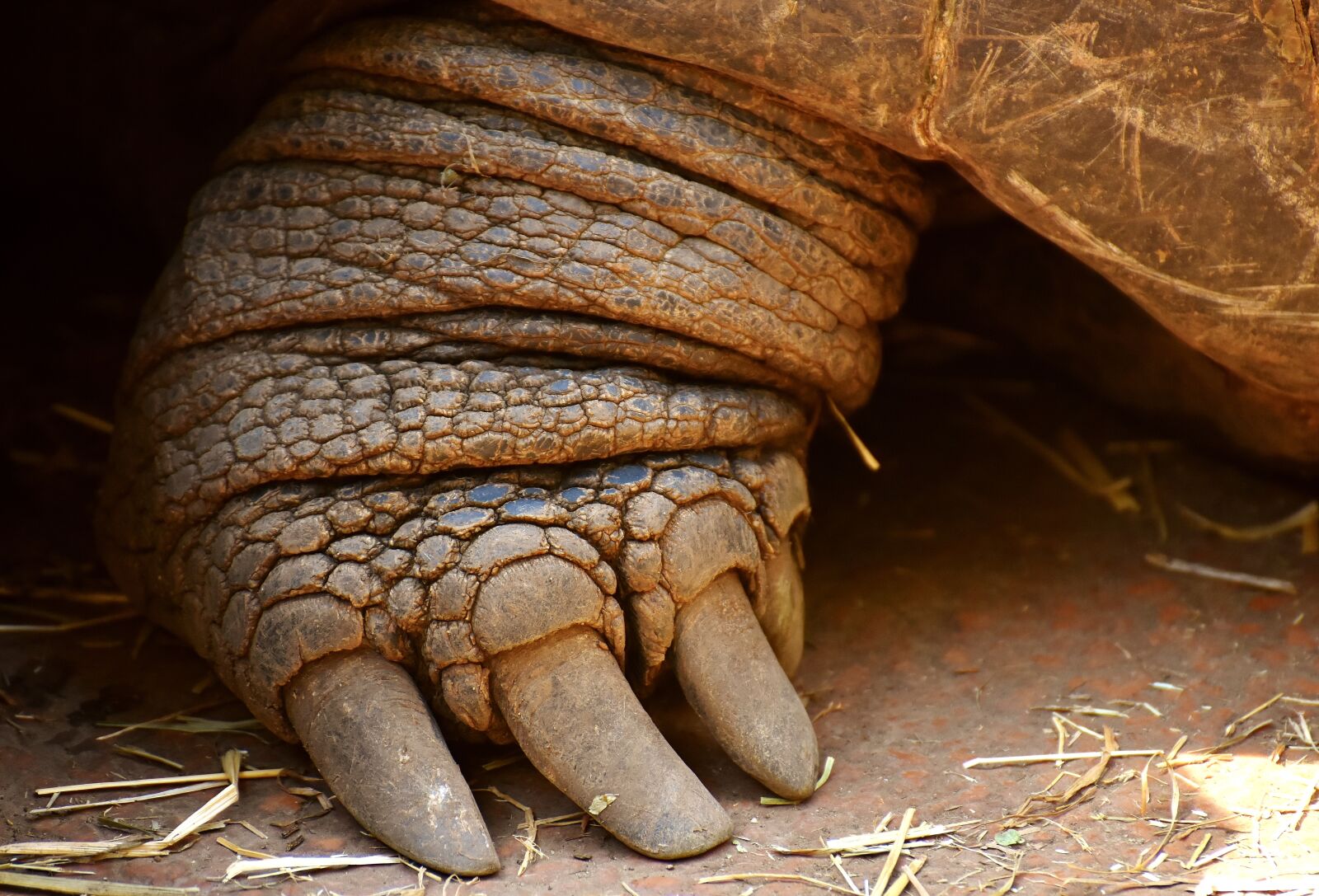 Nikon D7200 sample photo. Giant tortoise, foot, front photography