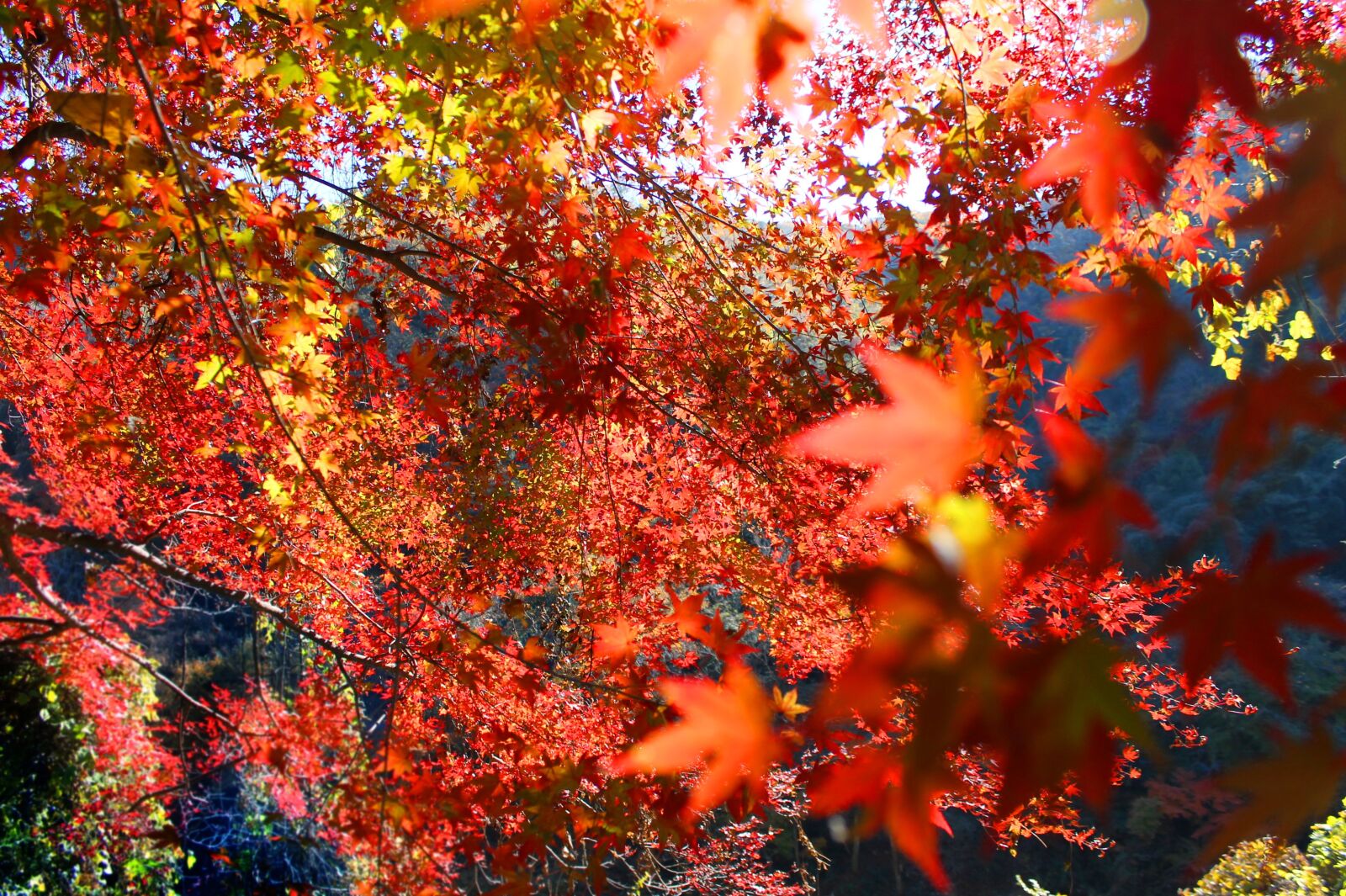 Canon EOS 1100D (EOS Rebel T3 / EOS Kiss X50) sample photo. Autumnal leaves, autumn, japan photography