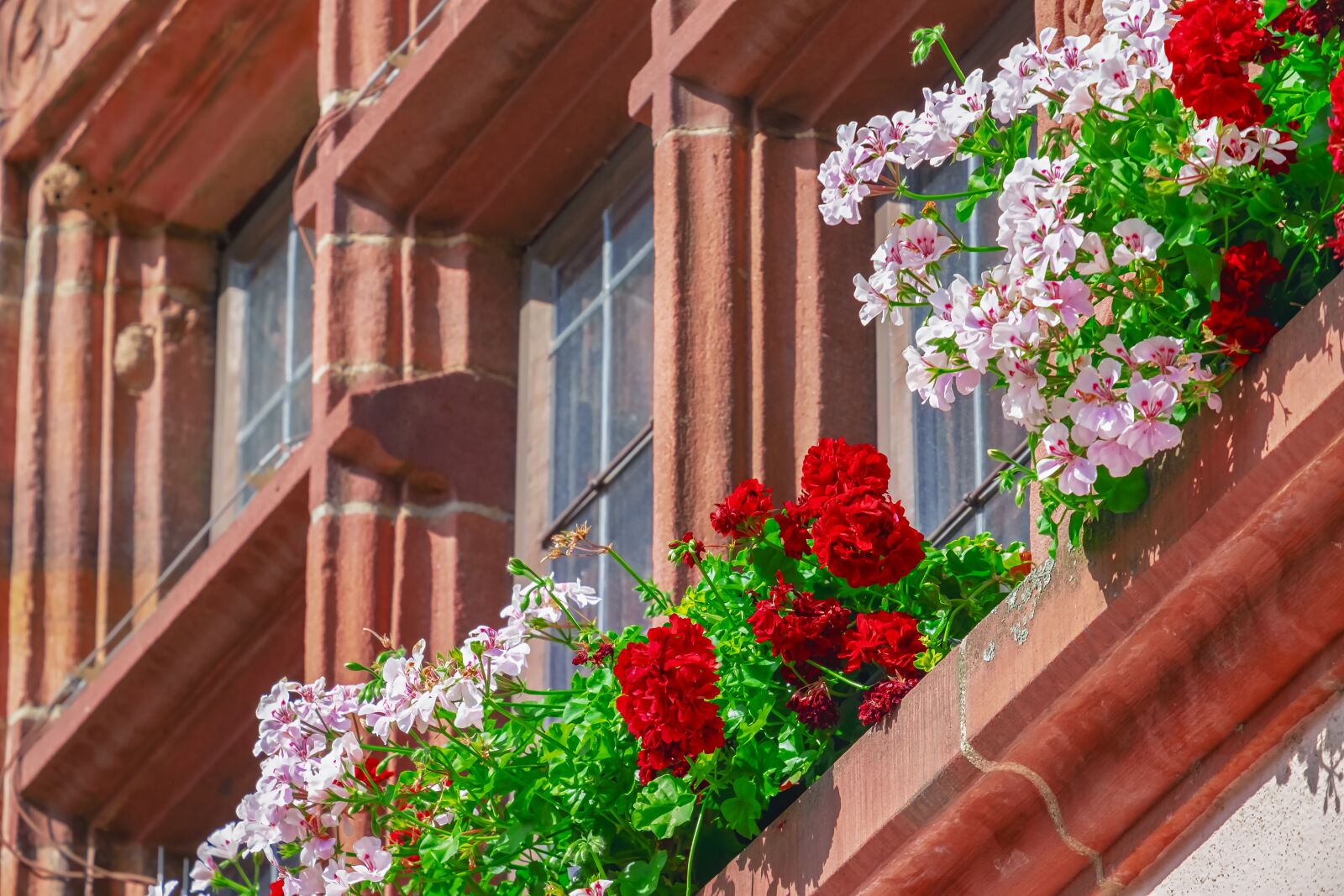 Fujifilm XF 55-200mm F3.5-4.8 R LM OIS sample photo. Flower, geranium, building photography