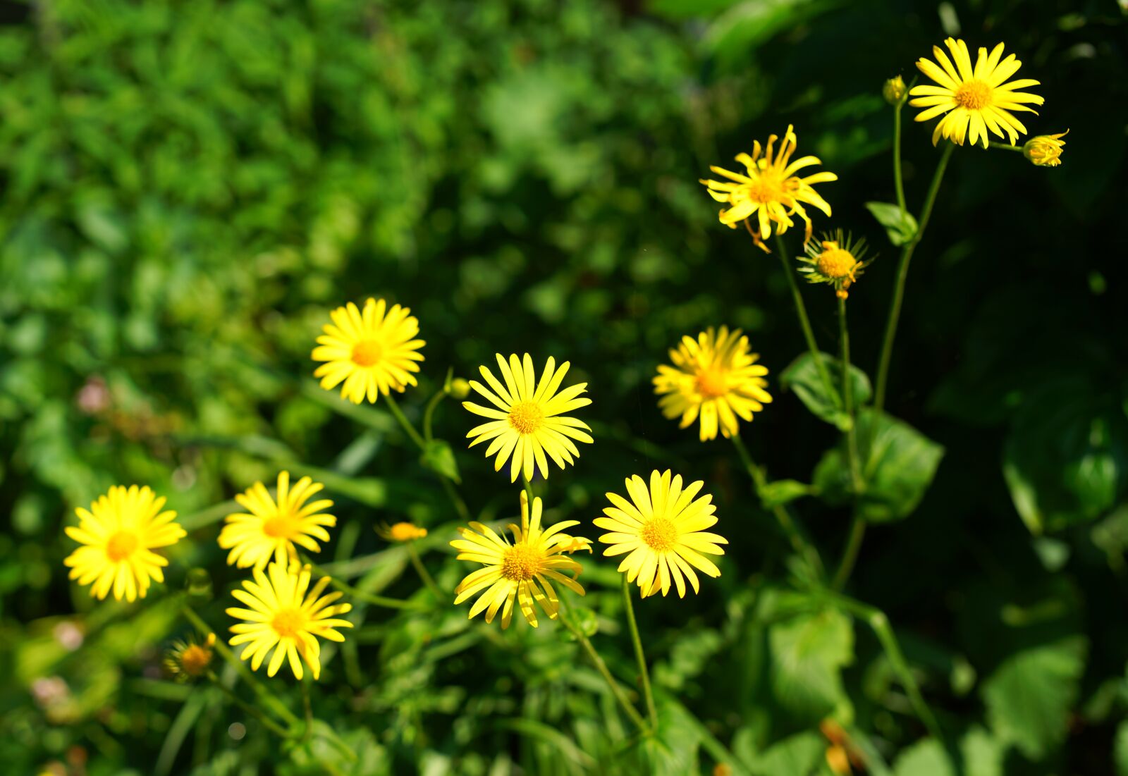 Sony a99 II + Minolta AF 50mm F1.4 [New] sample photo. Garden, flowers, bloom photography