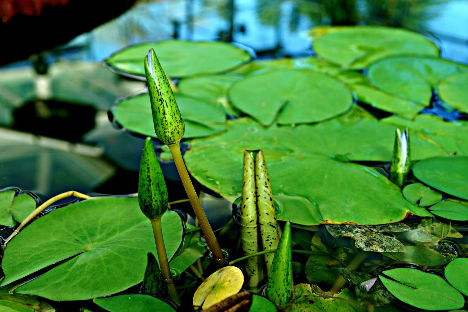 Sony Cyber-shot DSC-RX1R sample photo. Close-up, young shoots, baby photography