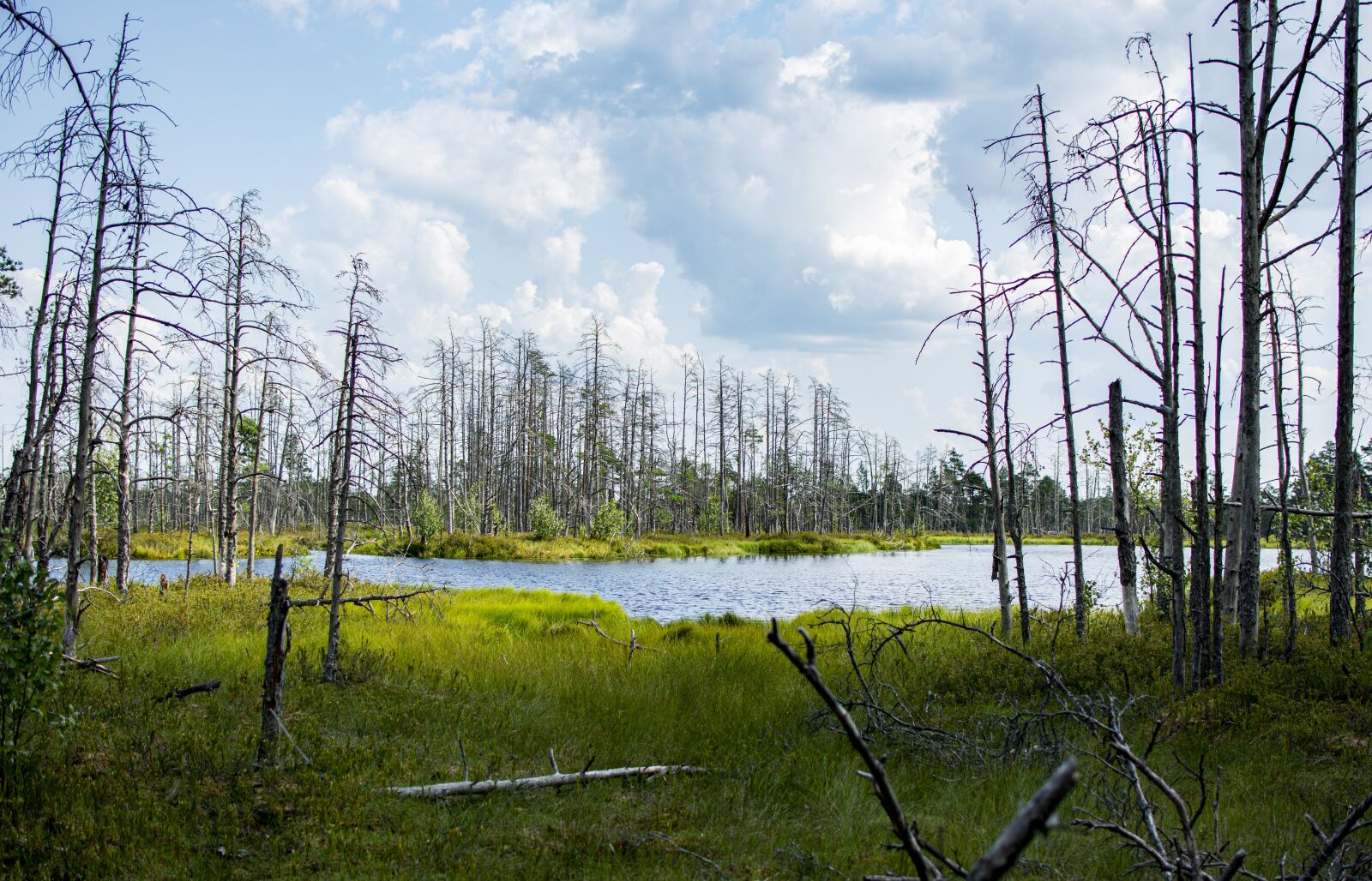 Nikon D5200 sample photo. Swamp, nature, landscape photography