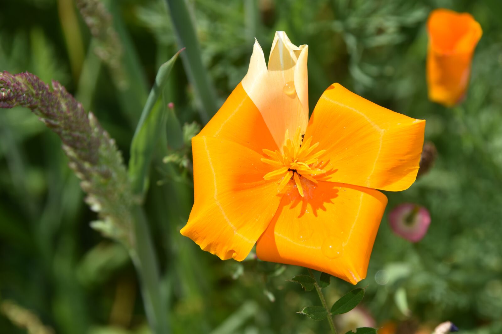 Nikon D5600 sample photo. Flower, flower color orange photography