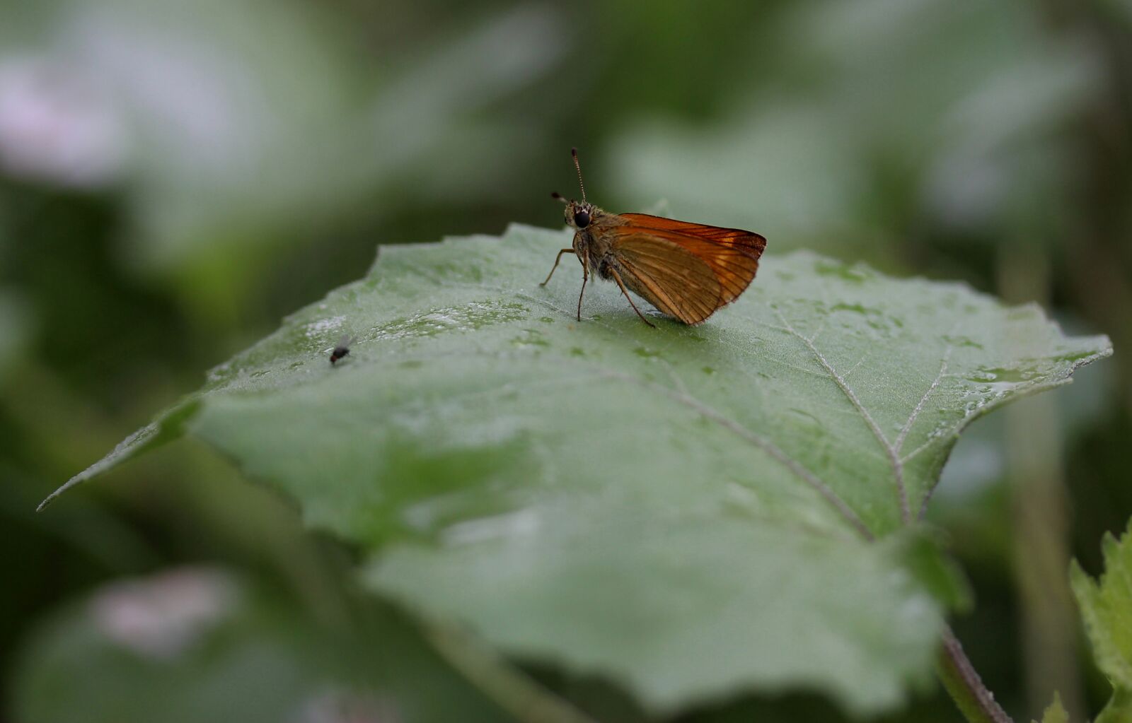 Canon EF-S 60mm F2.8 Macro USM sample photo. Butterfly, brown, leaf photography