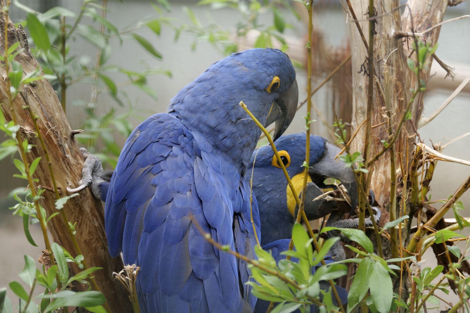 Panasonic Lumix DC-G9 sample photo. Ara, wild bird, ara photography