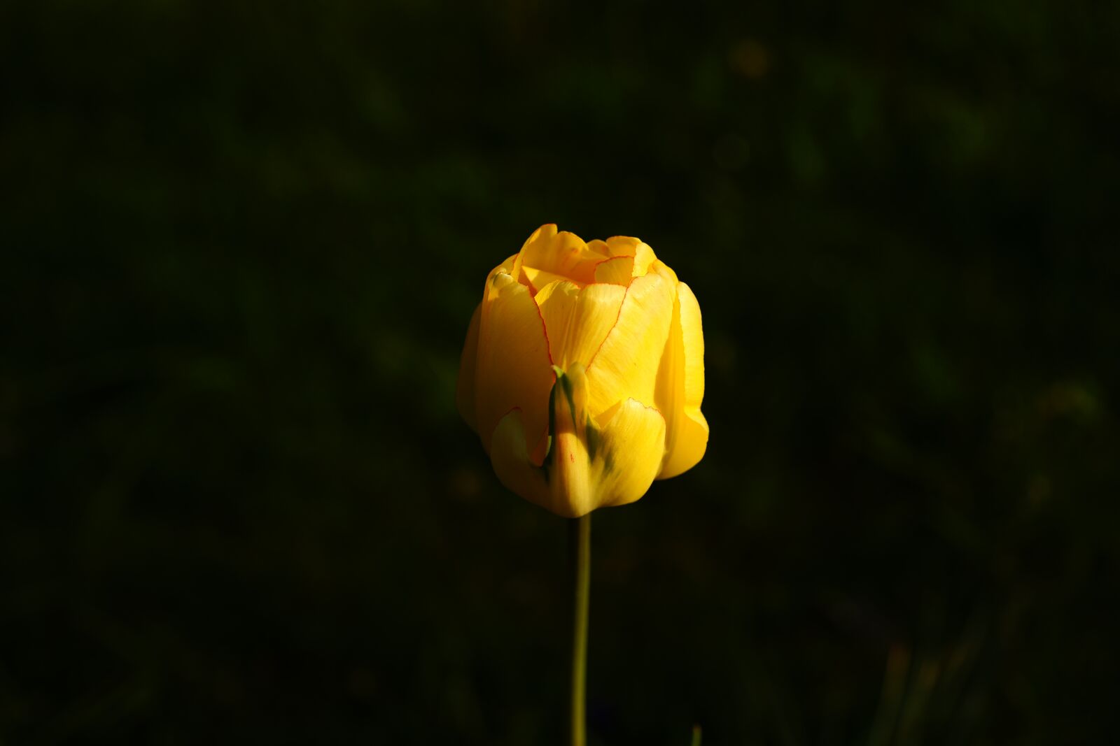 Sony Alpha DSLR-A900 sample photo. Tulip, yellow, hell photography