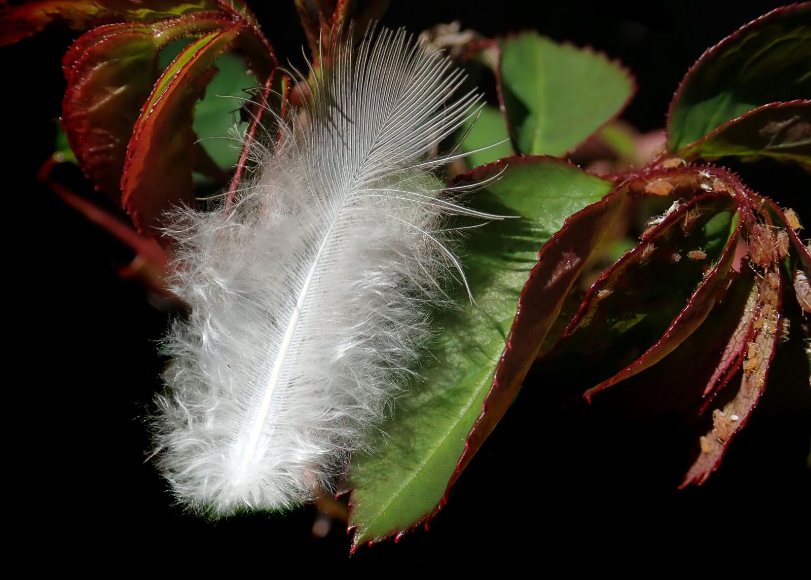 Olympus TG-5 sample photo. Feather, bird, downy photography