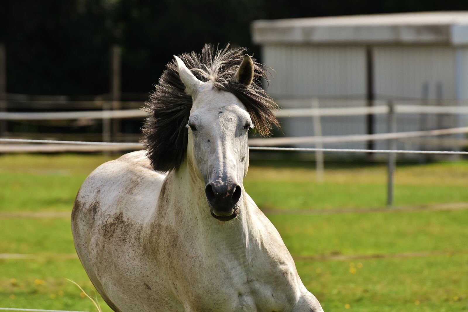 Nikon D7200 sample photo. Mold, horse, love for photography