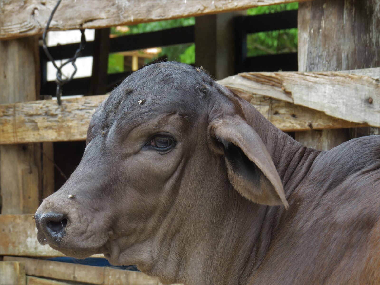 Canon PowerShot SX50 HS sample photo. Boi, calf, animal photography