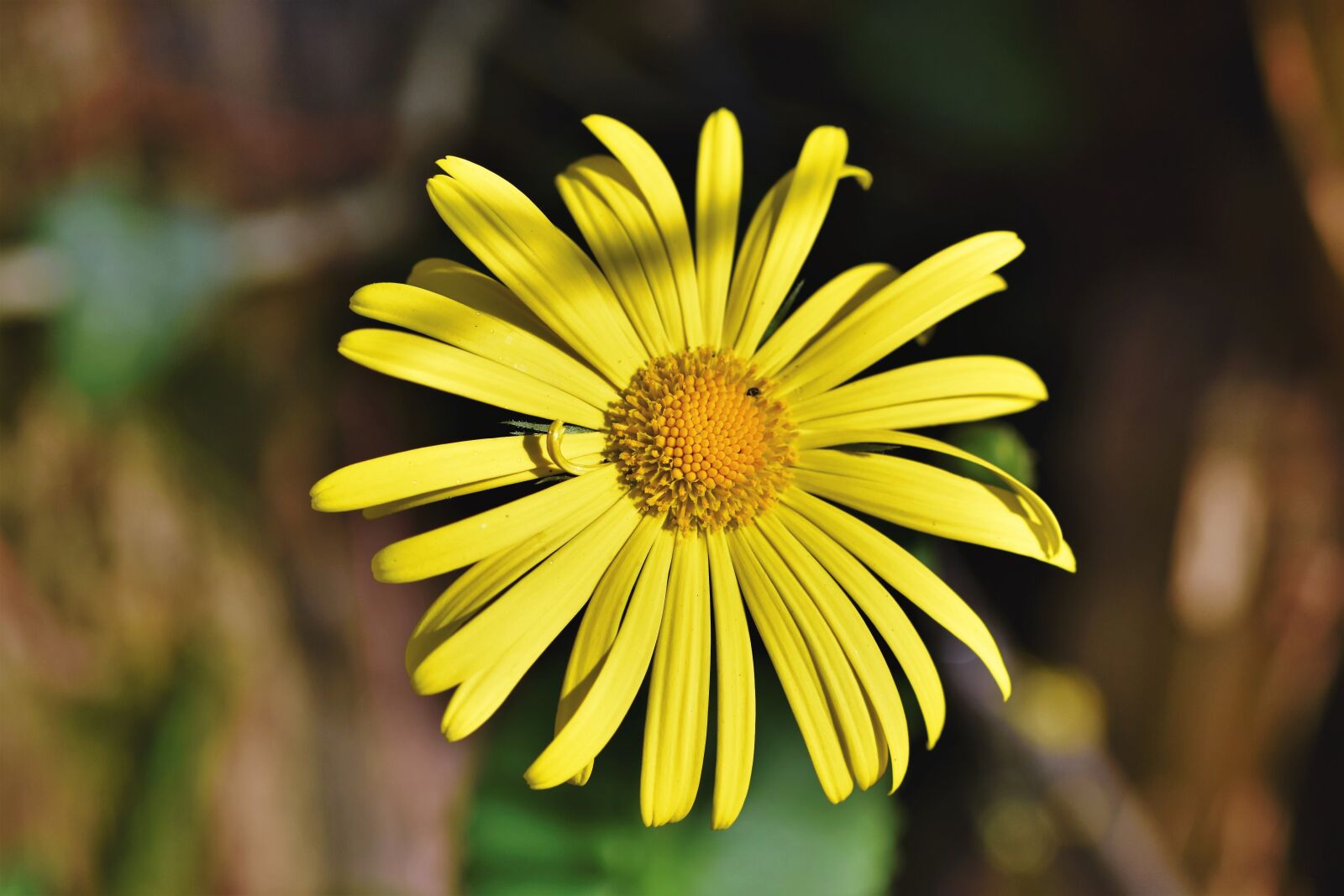 Nikon D7200 sample photo. Balkan-gemswurz, doronicum orientale, caucasus photography
