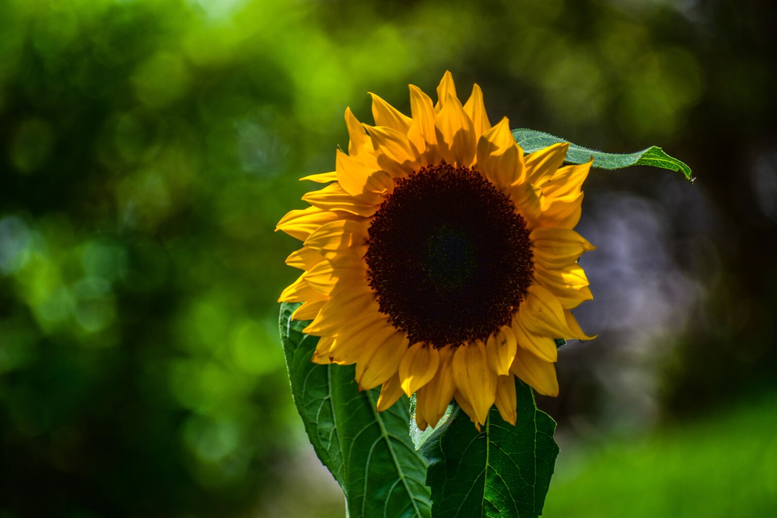 Nikon D3400 sample photo. Sunflower, nature, flower photography