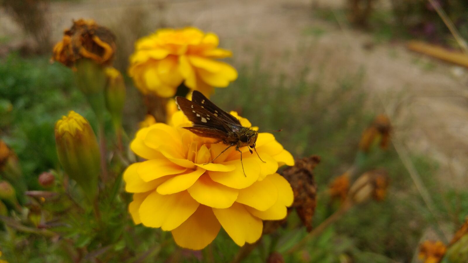 LG G5 sample photo. Flowers, bug, butterfly photography